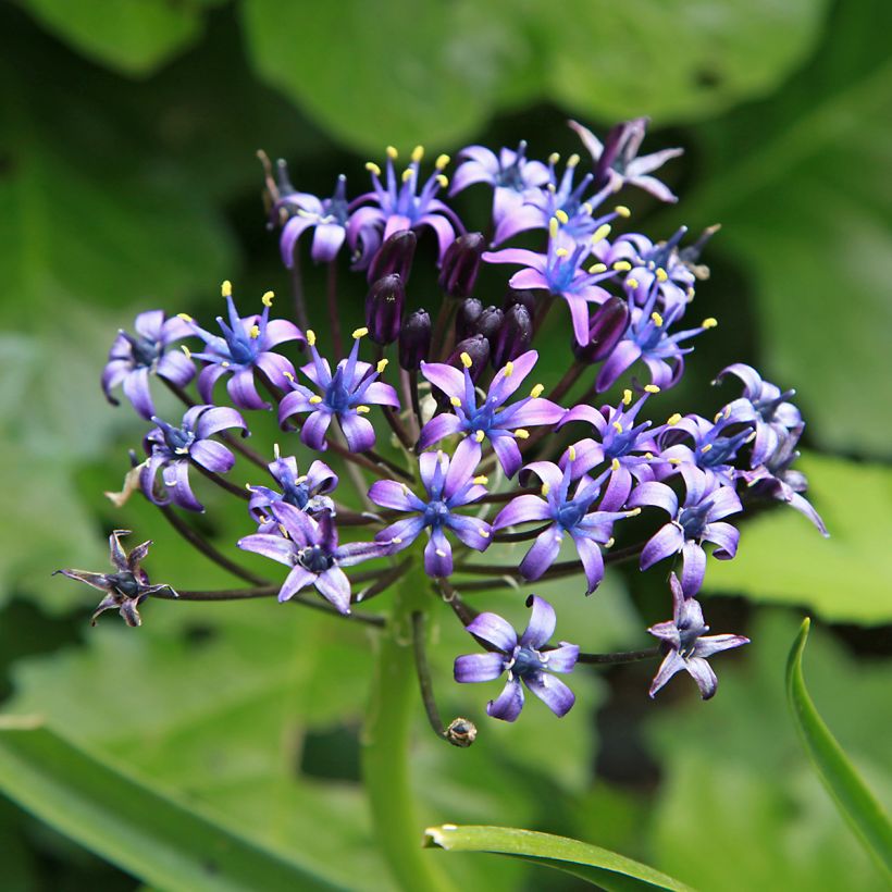 Scilla peruviana - Scilla maggiore (Fioritura)