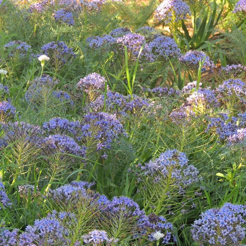 Scilla peruviana - Scilla maggiore (Porto)