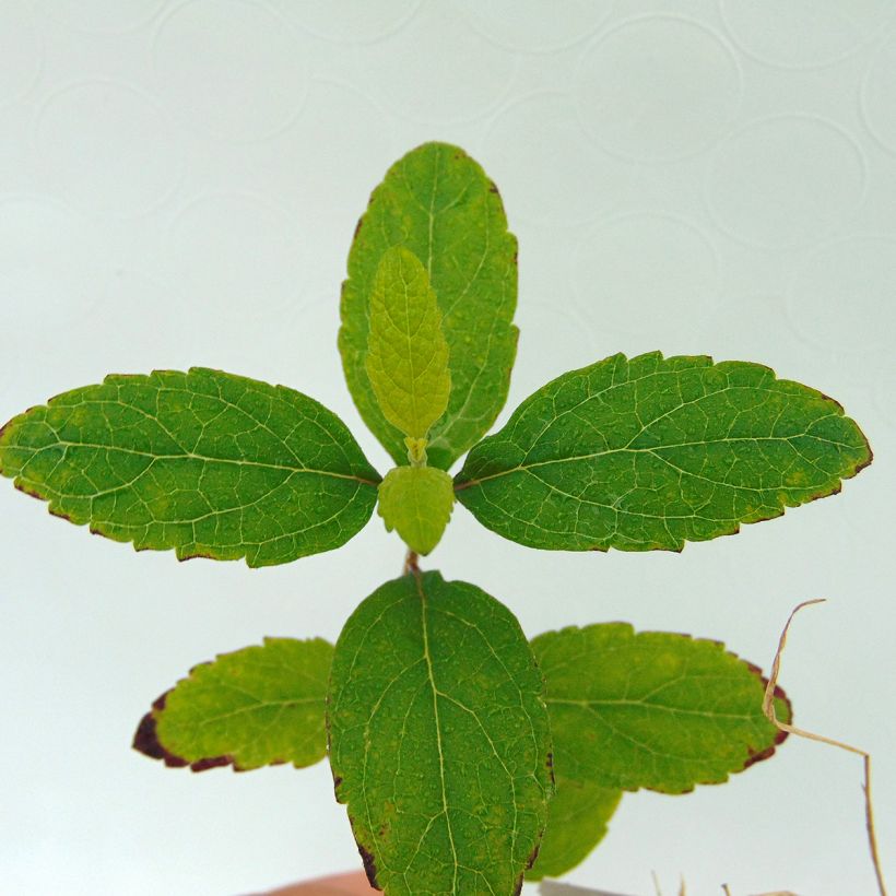 Scutellaria incana (Fogliame)