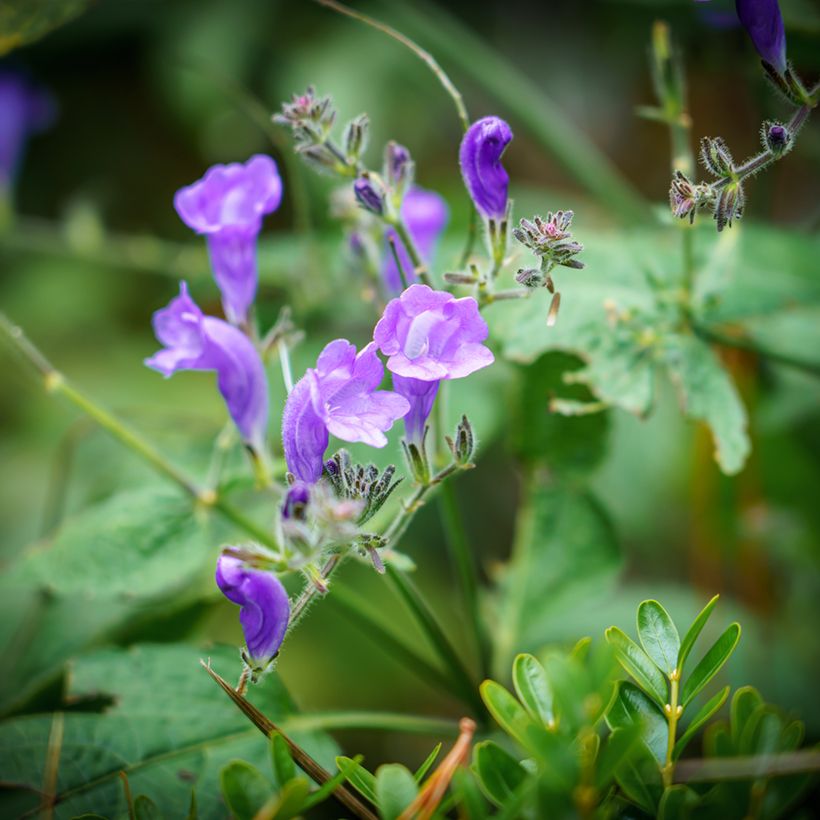 Scutellaria incana (Fioritura)