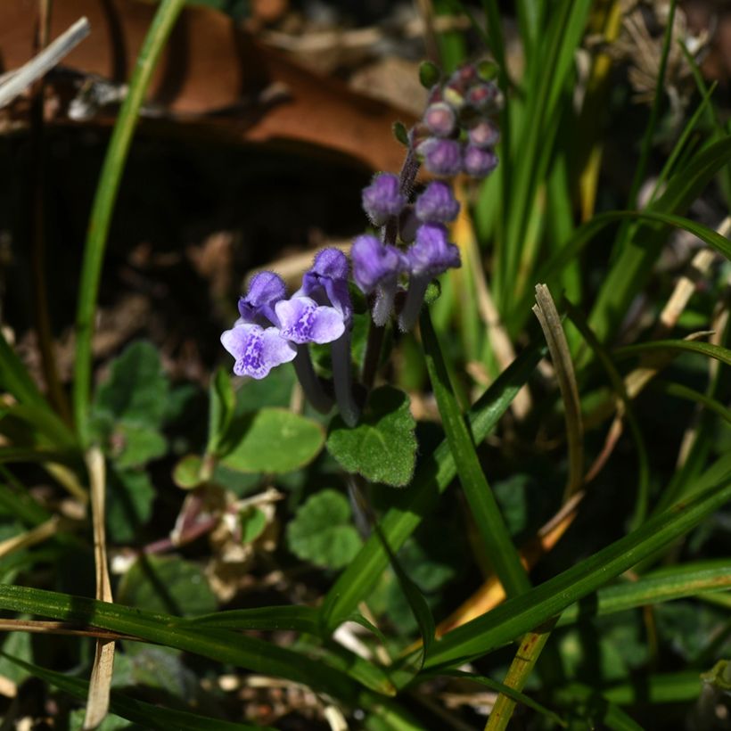 Scutellaria indica var. parviflora Parviflora (Fioritura)