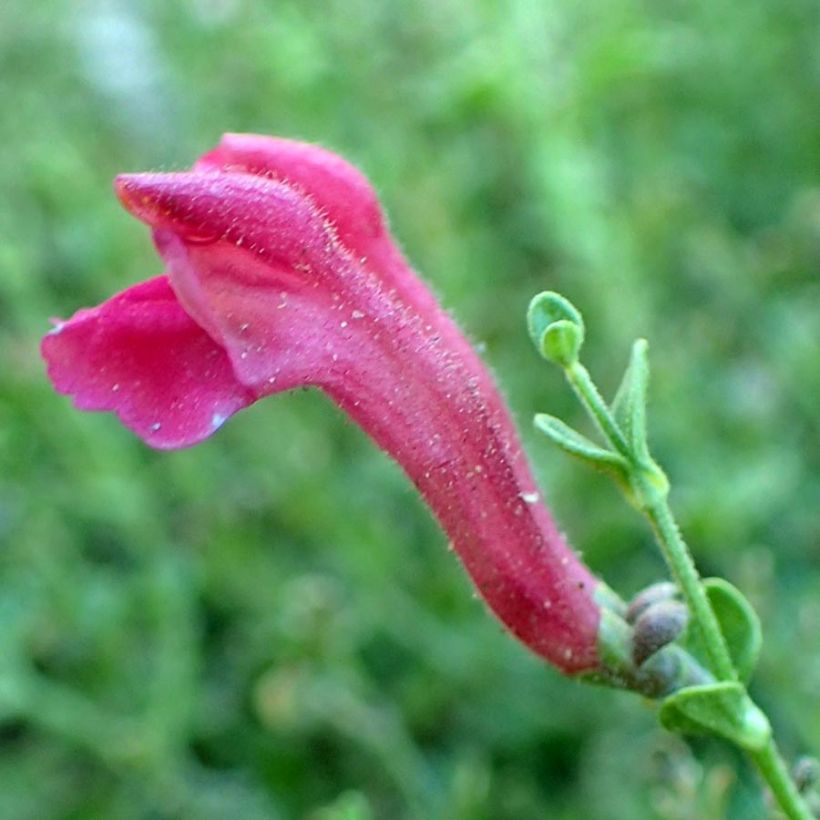 Scutellaria suffrutescens (Fioritura)