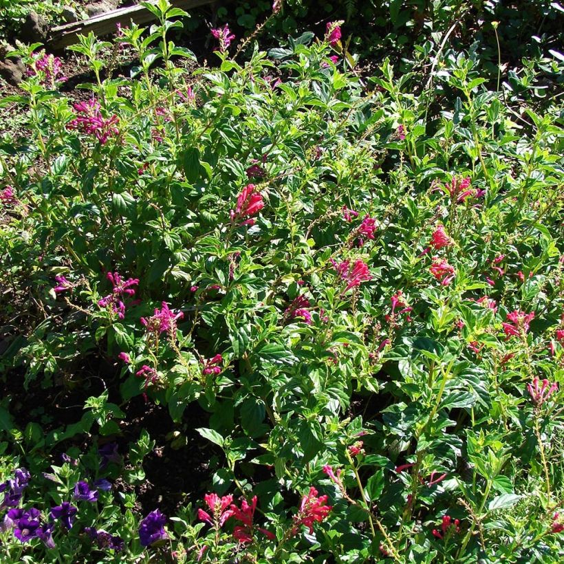 Scutellaria suffrutescens (Porto)