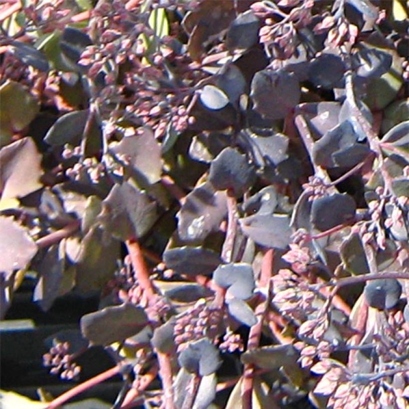 Sedum Bertram Anderson (Fogliame)