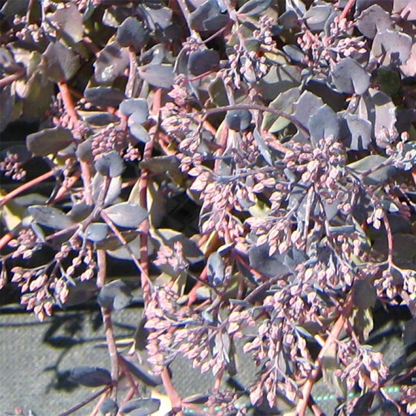 Sedum Bertram Anderson (Fioritura)