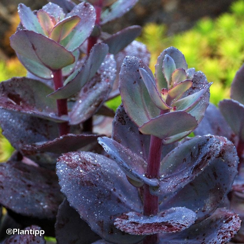 Sedum Sunsparkler Blue Pearl (Fogliame)