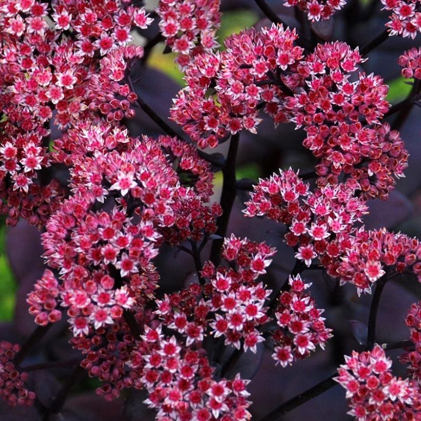 Sedum Sunsparkler Blue Pearl (Fioritura)