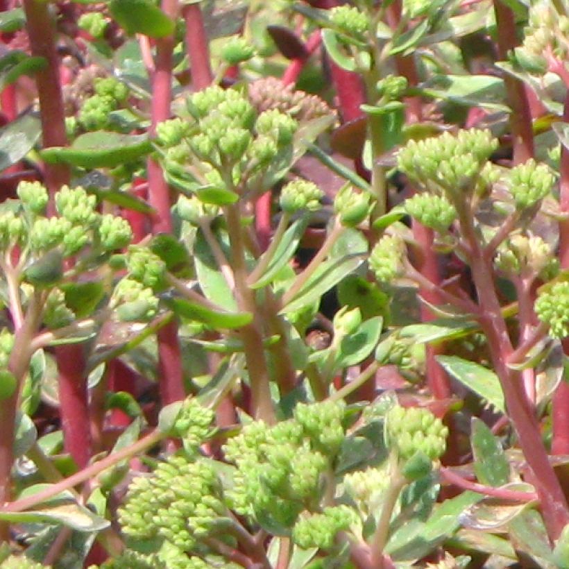 Sedum spectabile Carl - Borracina (Fogliame)