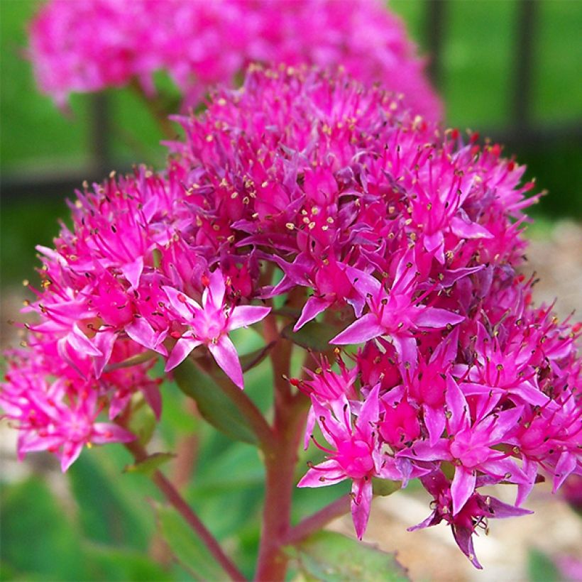 Sedum spectabile Carl - Borracina (Fioritura)