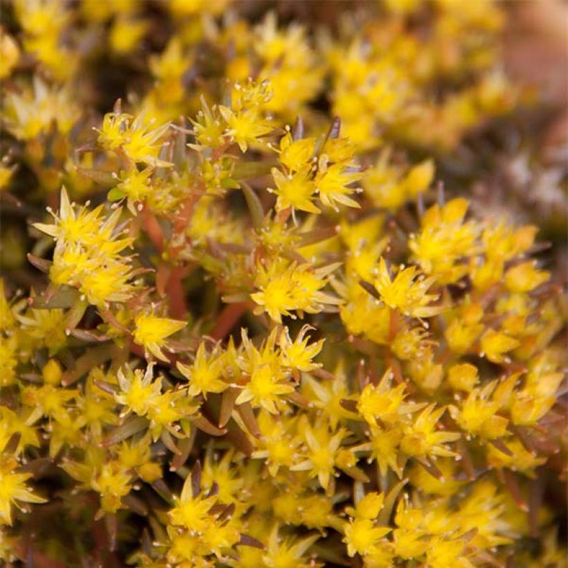 Sedum Chocolate Ball (Fioritura)