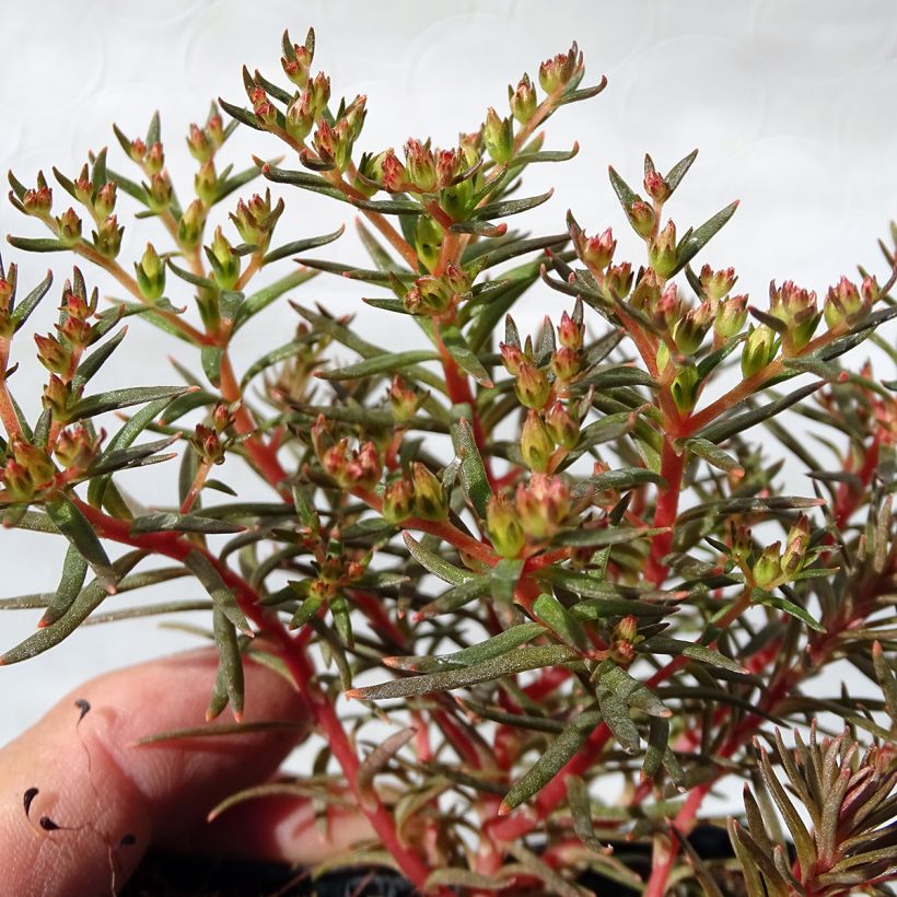 Sedum Chocolate Ball (Fogliame)