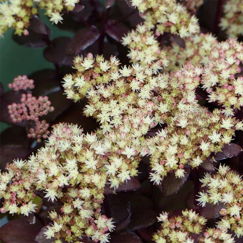 Sedum Eline (Fioritura)