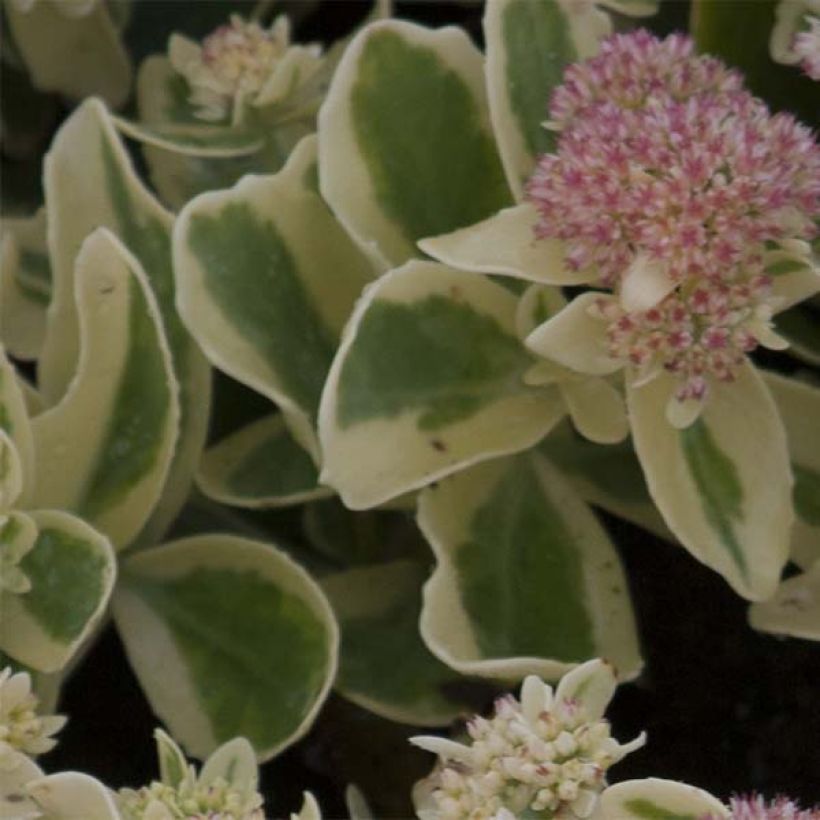 Sedum spectabile Frosted Fire - Borracina (Fogliame)