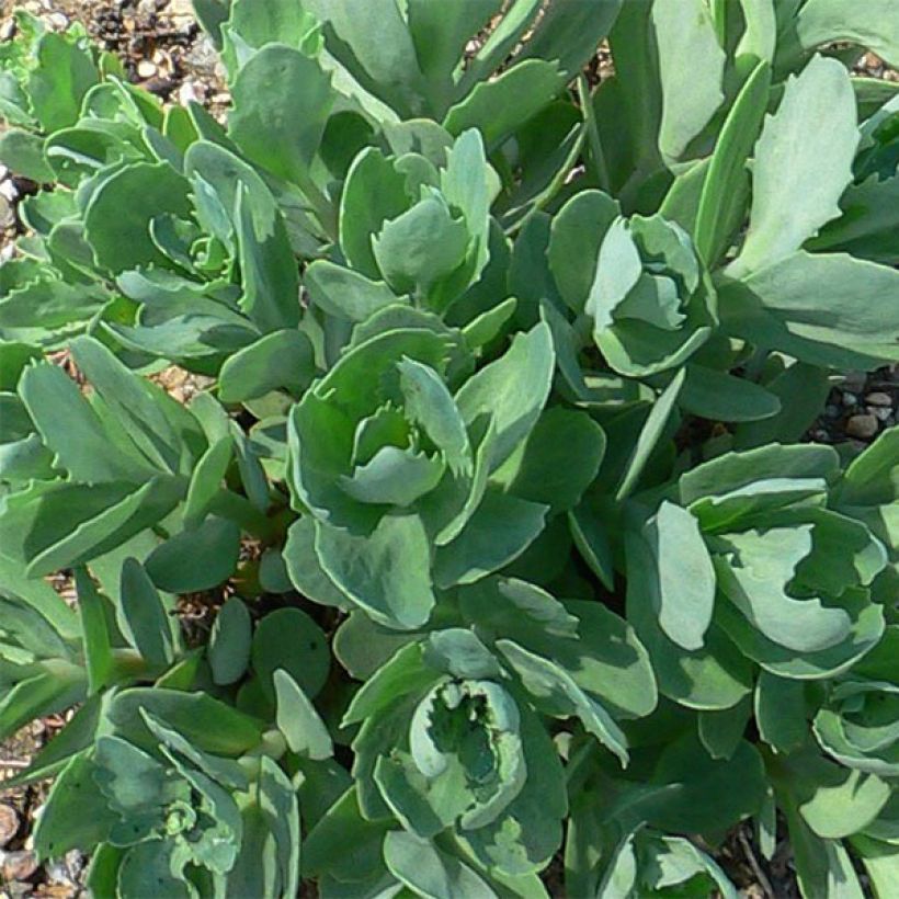 Sedum Herbstfreude (Fogliame)