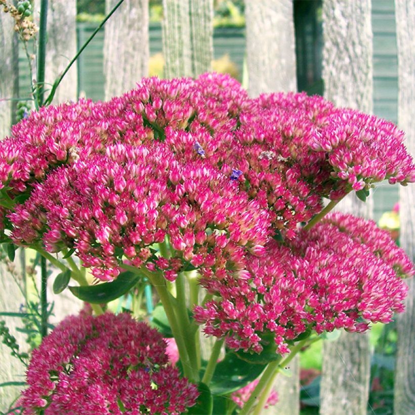 Sedum Herbstfreude (Fioritura)