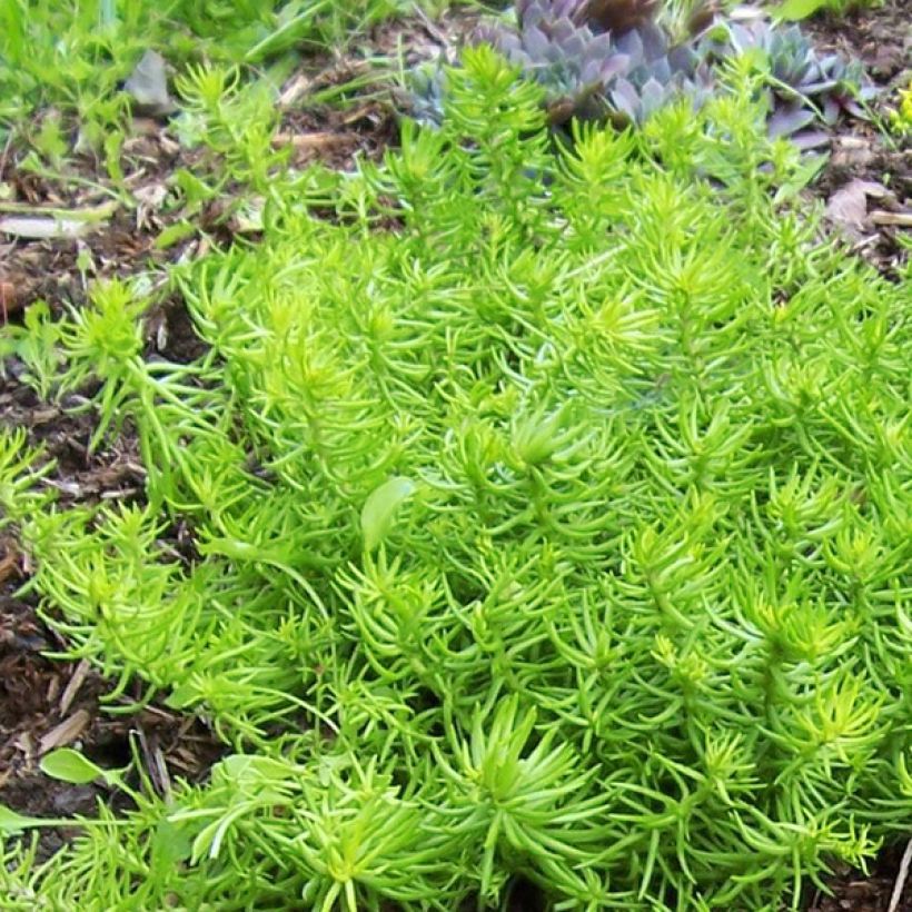 Sedum Lemon Ball (Fogliame)