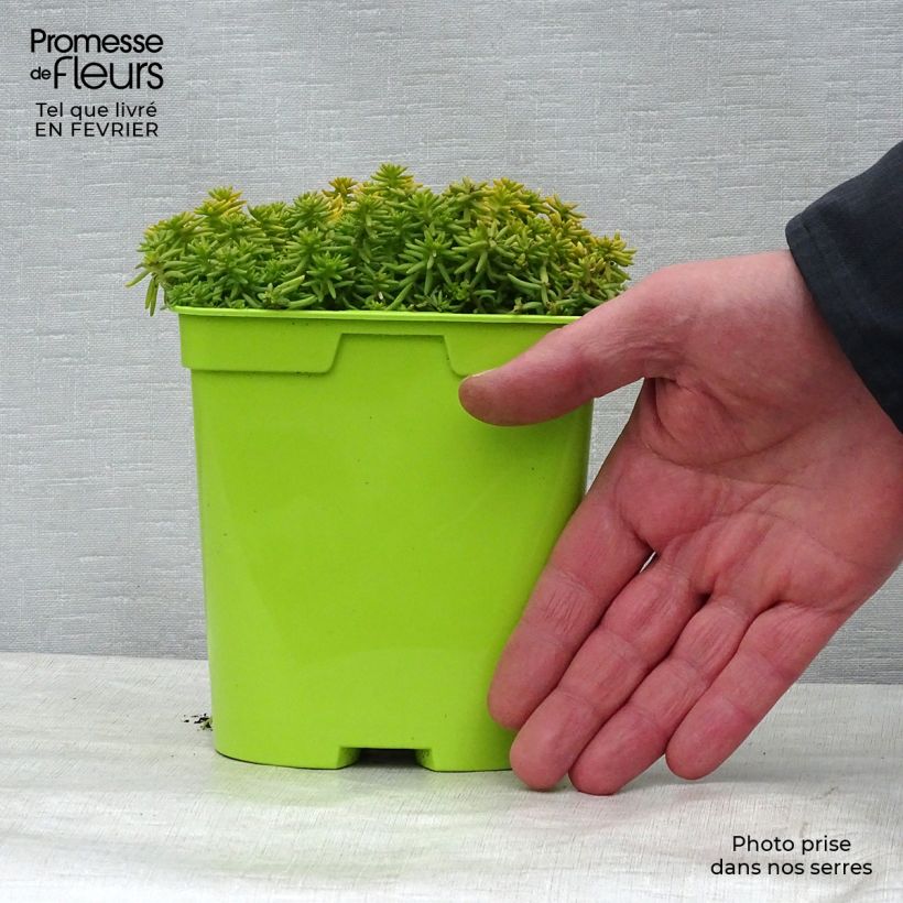 Sedum Lemon Ball - Orpin rampant en pot de 2L/3L esemplare consegnato in inverno