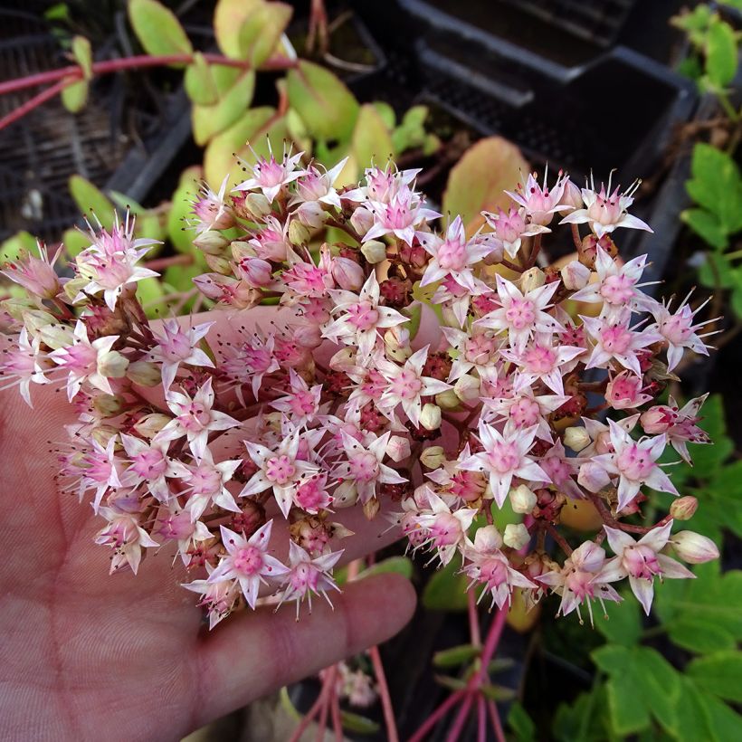 Sedum Matrona (Fioritura)