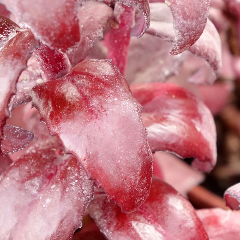 Sedum Mojave Jewels Diamond (Fogliame)