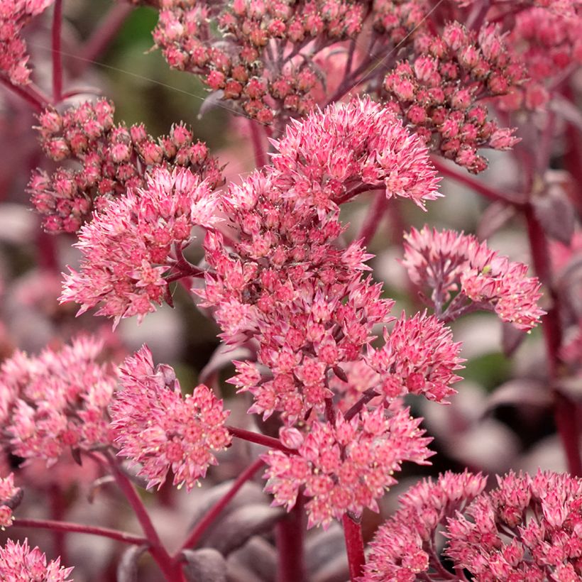 Sedum Mojave Jewels Diamond (Fioritura)