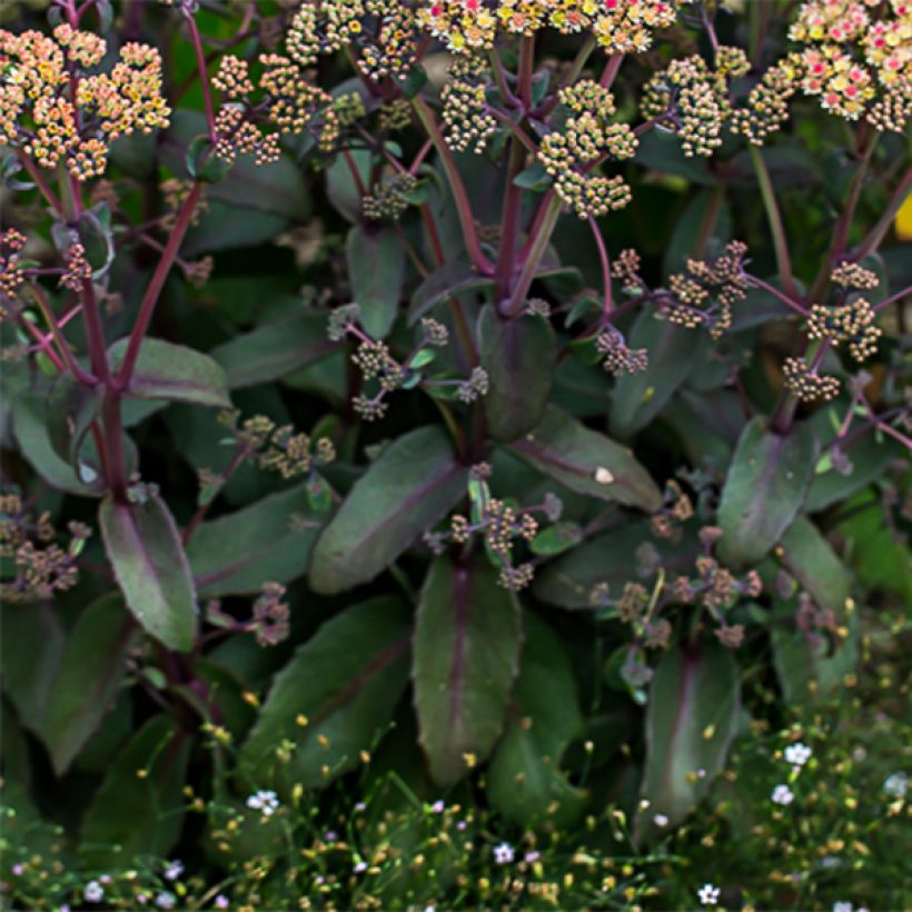 Sedum spectabile Orange Xenox - Borracina (Fogliame)