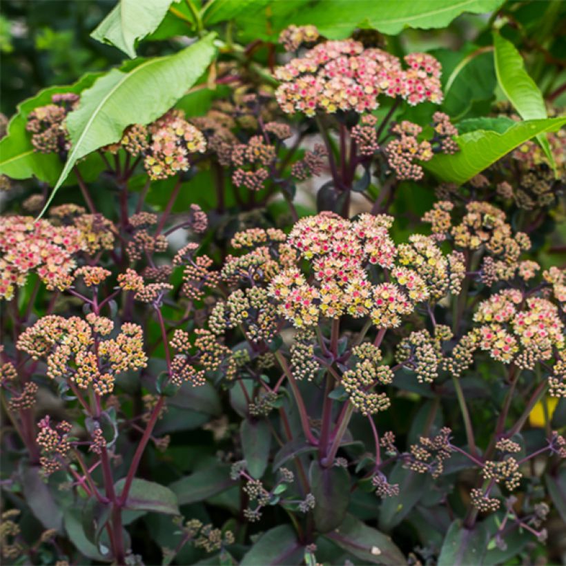 Sedum spectabile Orange Xenox - Borracina (Fioritura)