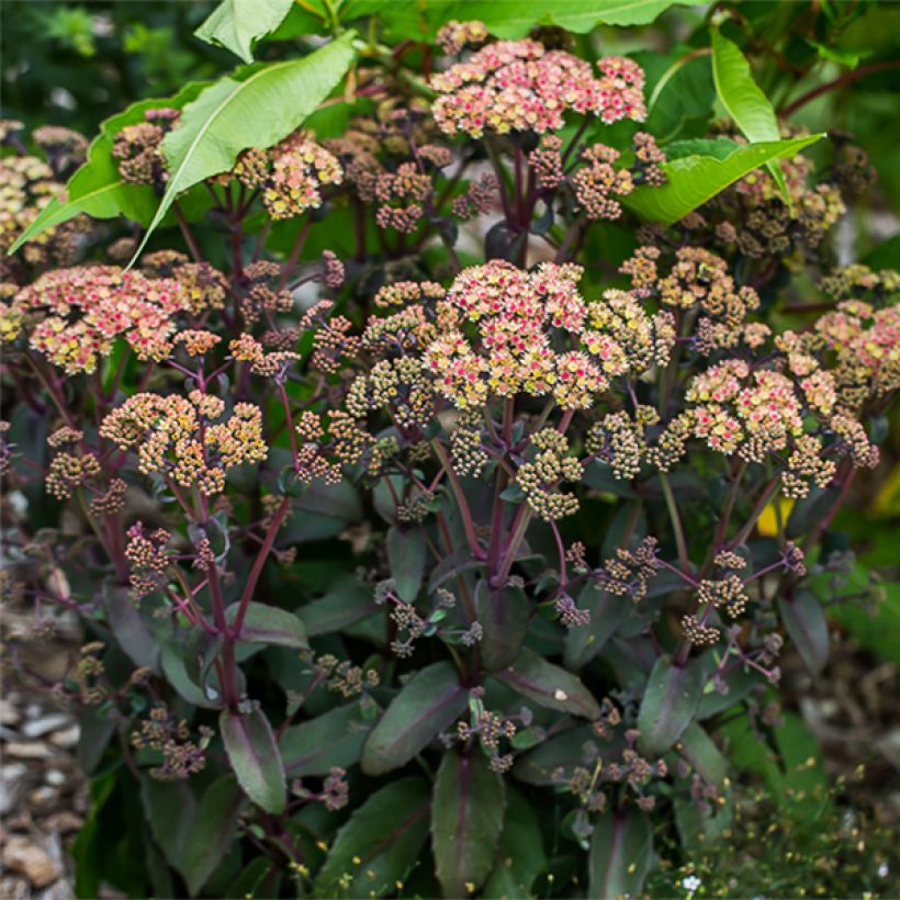 Sedum spectabile Orange Xenox - Borracina (Porto)