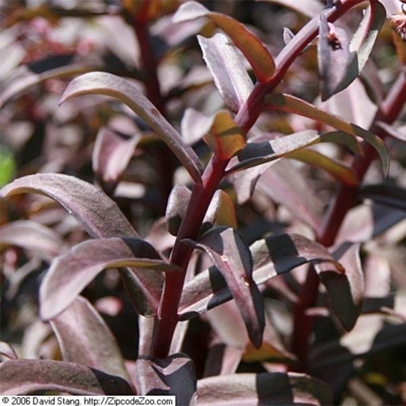 Sedum spectabile Purple Emperor - Borracina (Fogliame)