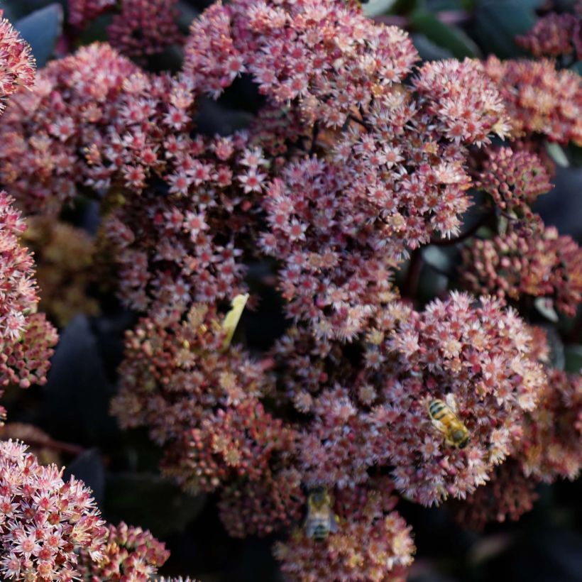 Sedum spectabile Purple Emperor - Borracina (Fioritura)