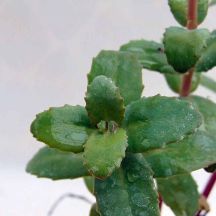 Sedum Red Cauli (Fogliame)