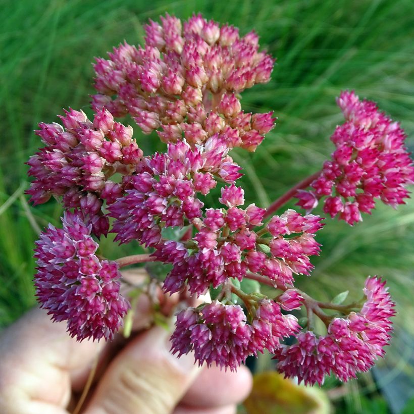 Sedum Red Cauli (Fioritura)