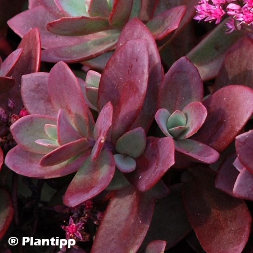 Sedum Sunsparkler Firecracker (Fogliame)