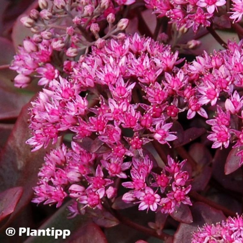 Sedum Sunsparkler Firecracker (Fioritura)