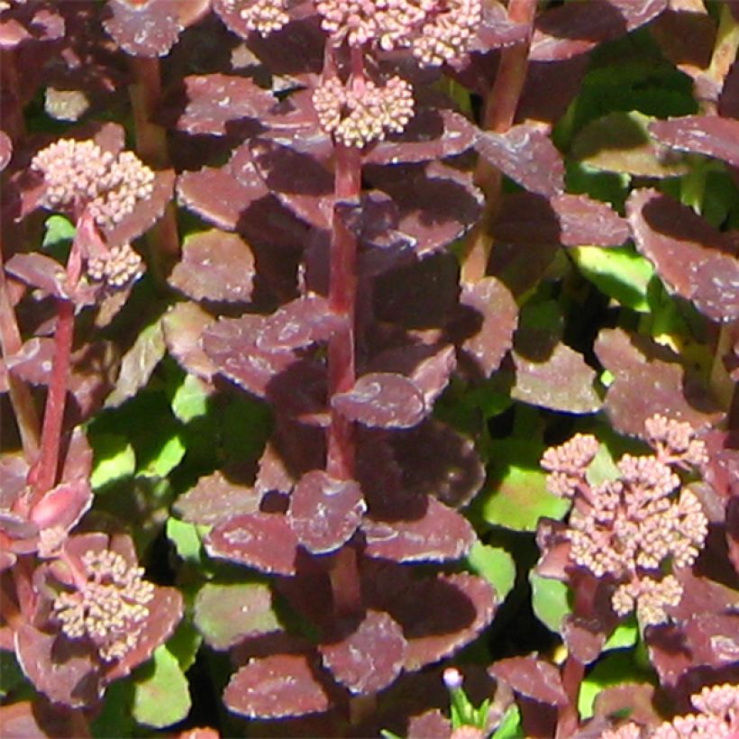 Sedum Stewed Rhubarb Mountain (Fogliame)