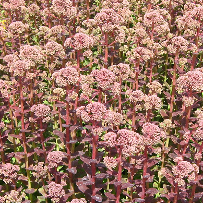 Sedum Stewed Rhubarb Mountain (Fioritura)