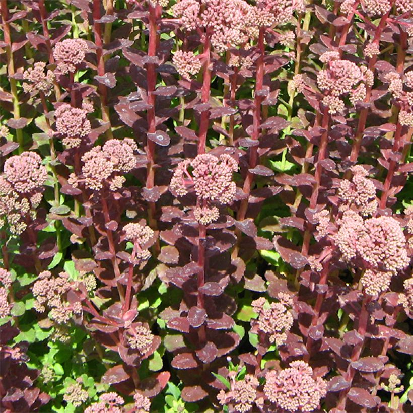 Sedum Stewed Rhubarb Mountain (Porto)