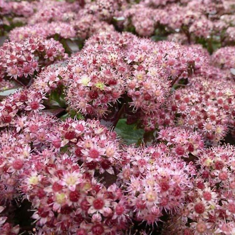 Sedum Strawberry and Cream (Fioritura)