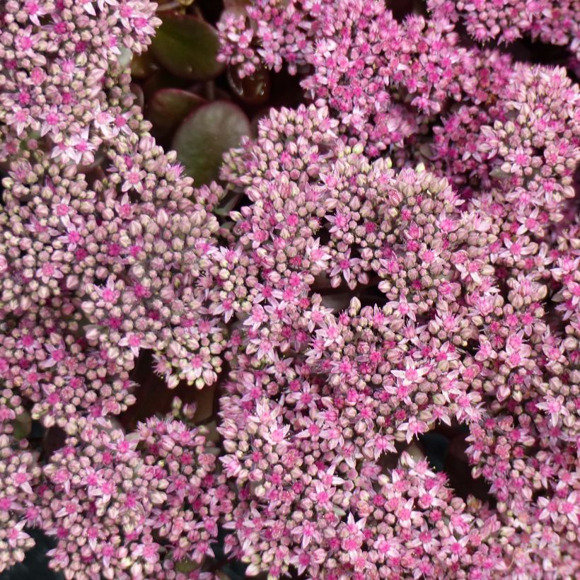 Sedum Sunsparkler Cherry Tart (Fioritura)