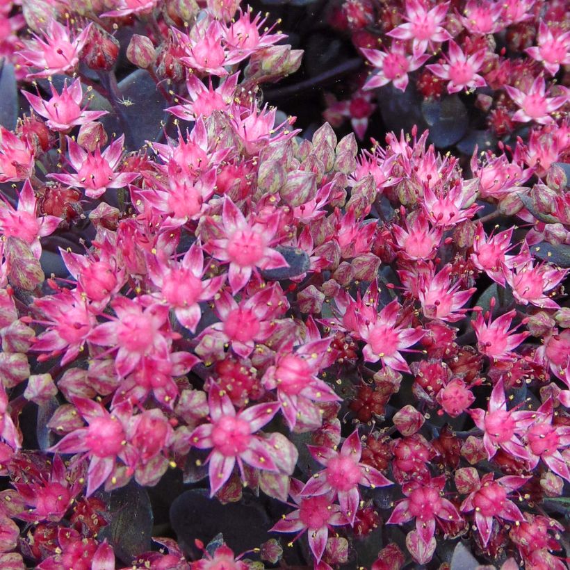 Sedum Sunsparkler Dazzleberry (Fioritura)