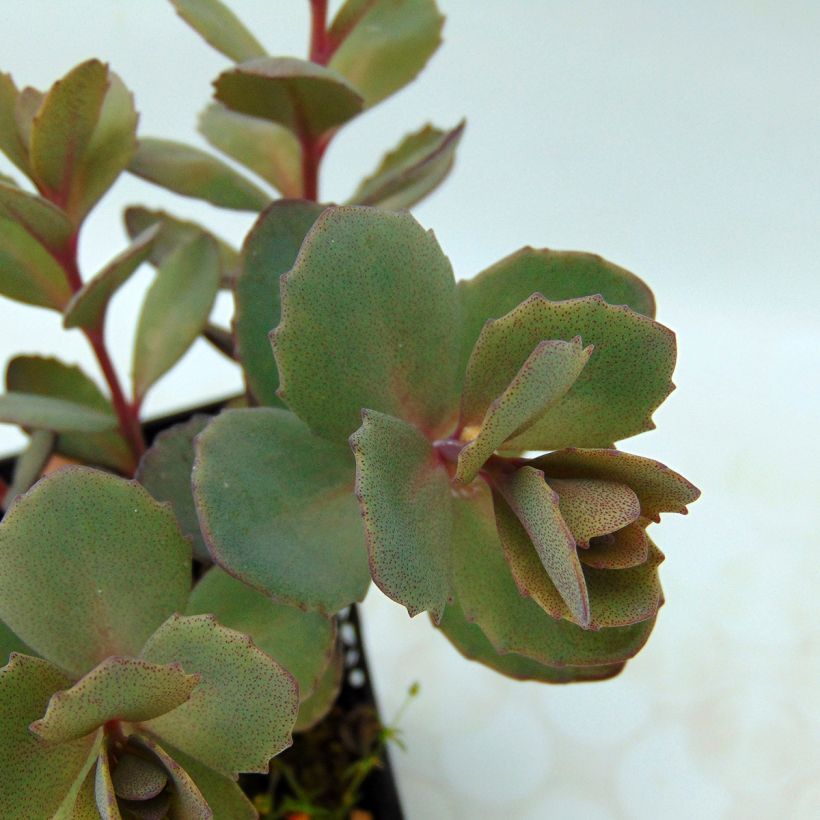 Sedum Sunsparkler Dazzleberry (Fogliame)