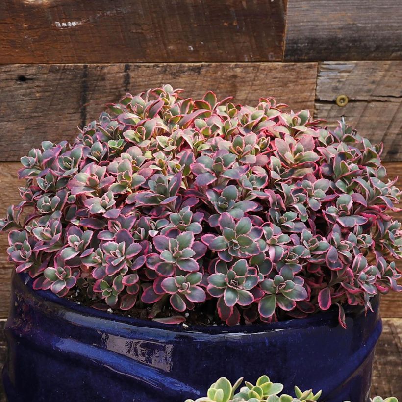 Sedum Sunsparkler Dream Dazzler (Porto)