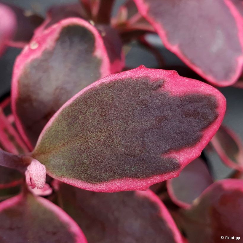 Sedum Sunsparkler Dream Dazzler (Fogliame)