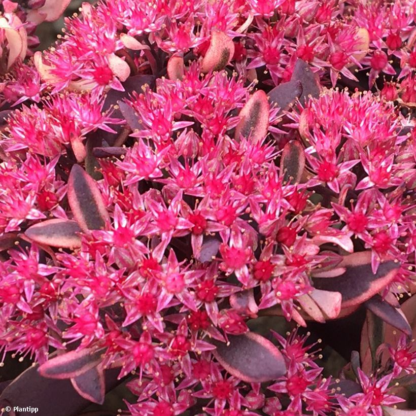 Sedum Sunsparkler Dream Dazzler (Fioritura)