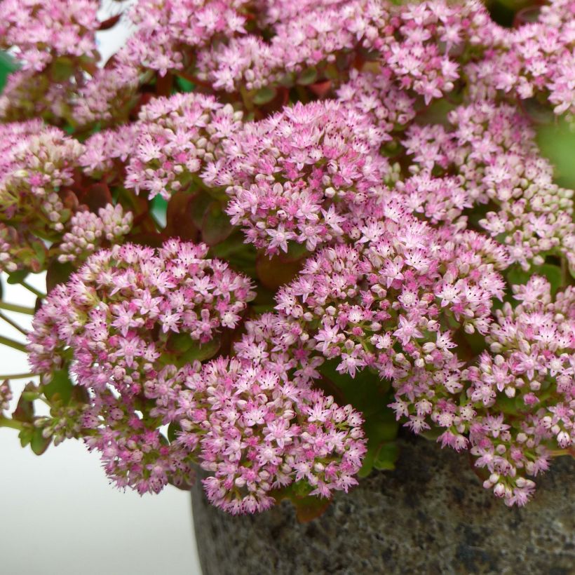 Sedum Sunsparkler Lime Zinger (Fioritura)