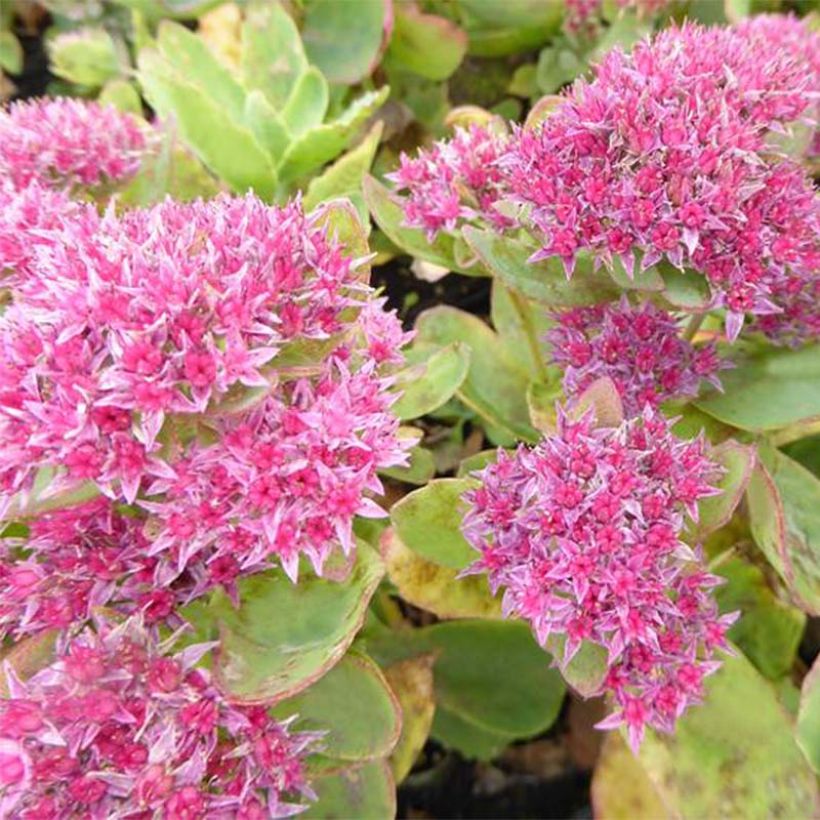 Sedum spectabile Tropical Night - Borracina (Fioritura)