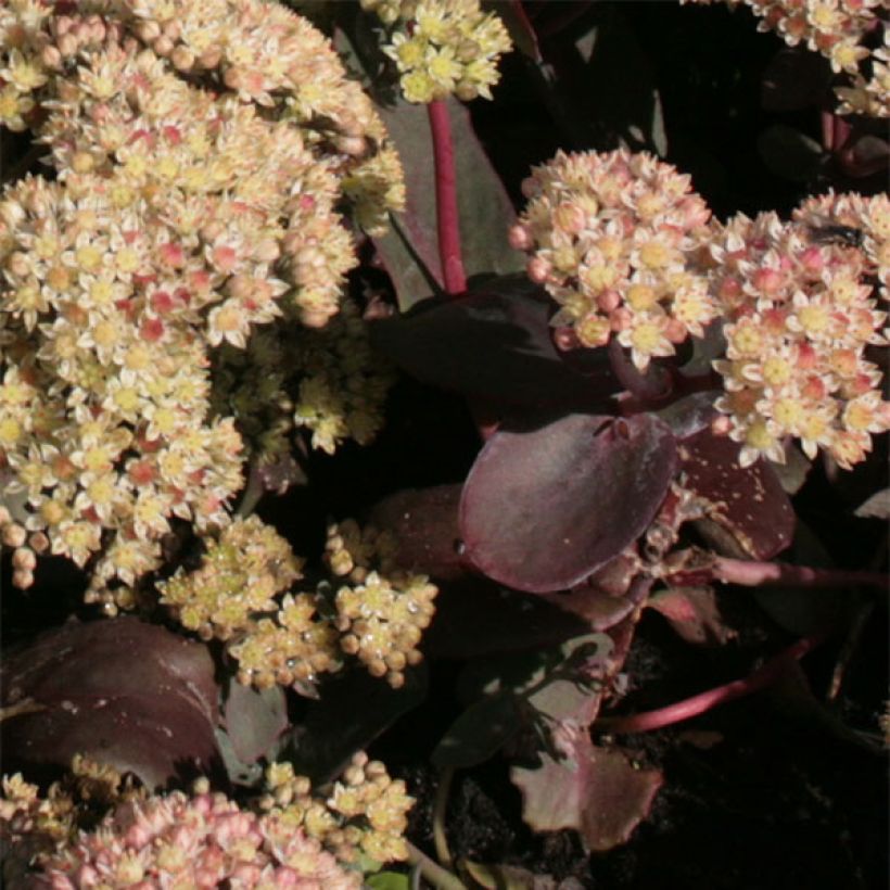 Sedum spectabile Twinkling Star - Borracina (Fogliame)