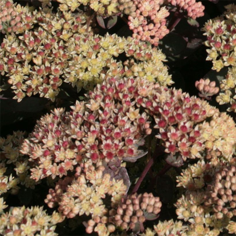 Sedum spectabile Twinkling Star - Borracina (Fioritura)