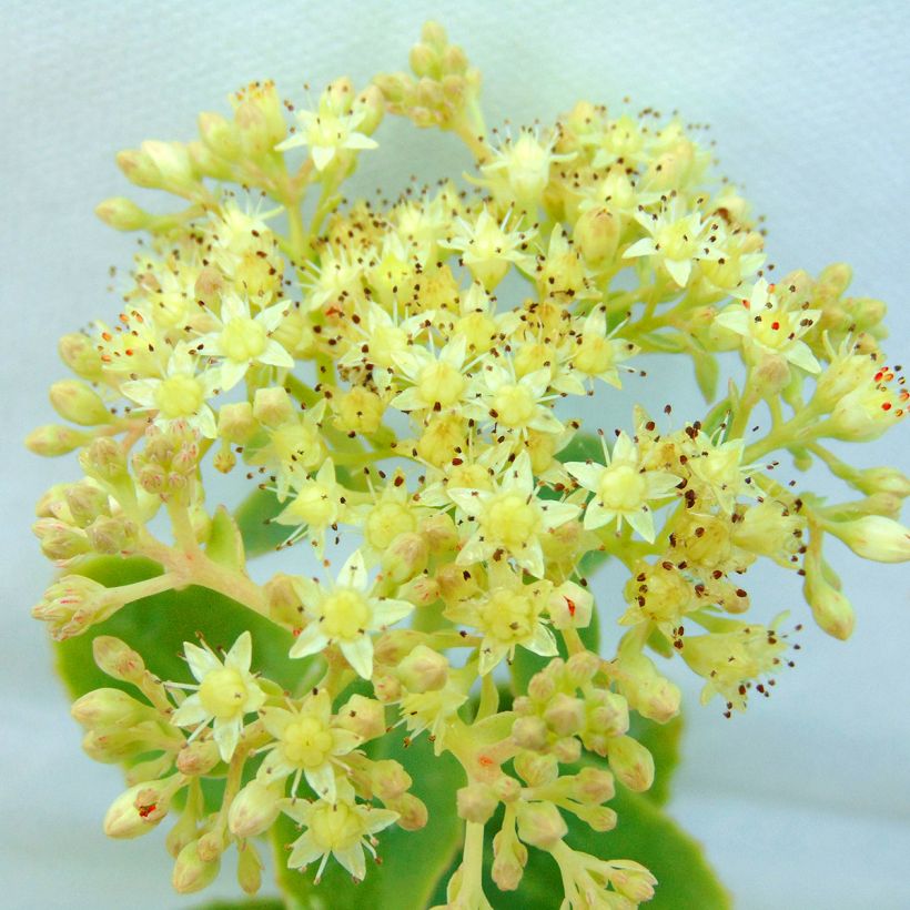 Sedum spectabile Yellow Xenox - Borracina (Fioritura)