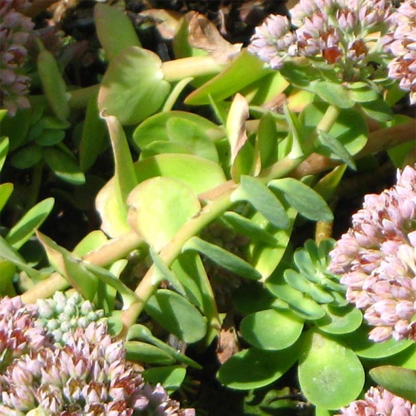 Sedum anacampseros - Borracina anacampsero (Fogliame)