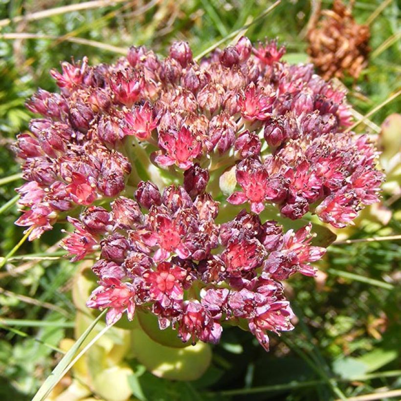 Sedum anacampseros - Borracina anacampsero (Fioritura)